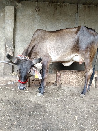 વઢિયારી ઓરિજનલ ગાય 1 વેતર