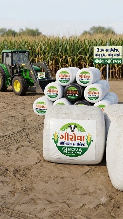 ગુણવત્તાયુક્ત લીલો ચારો