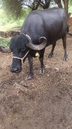 ભેંસ વેચવાની