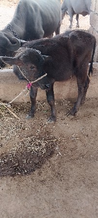 ભેંસ વેચવાની છે
