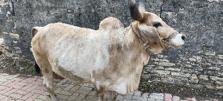 ગાય