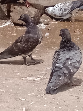 Kabutar vech va na