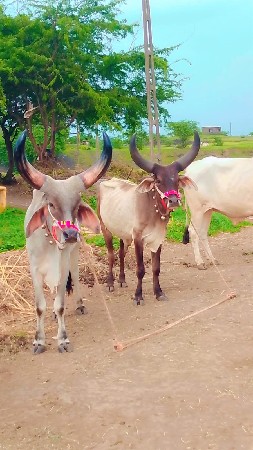 તાલાપુરા ની ટોટલ જવાબદારી થી વેચવા