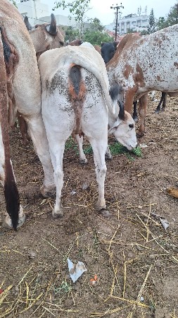 ગાય વેચવાની છે.