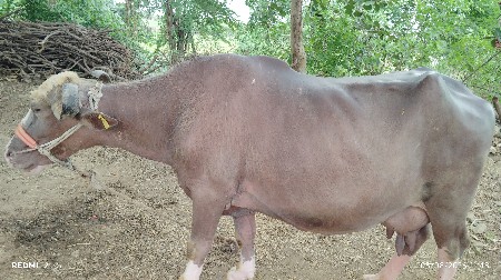 vechvani che