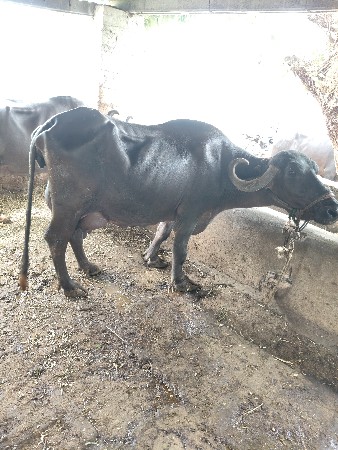 ભેંસ વેચવાની છે
