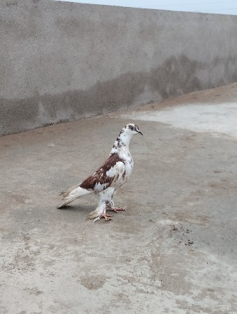 માદી