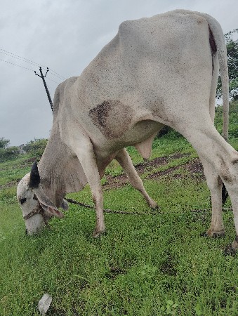 પ્રિન્સ