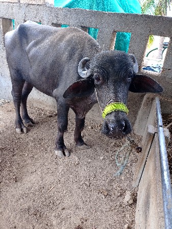 ખડેલી વેચવા ની છે