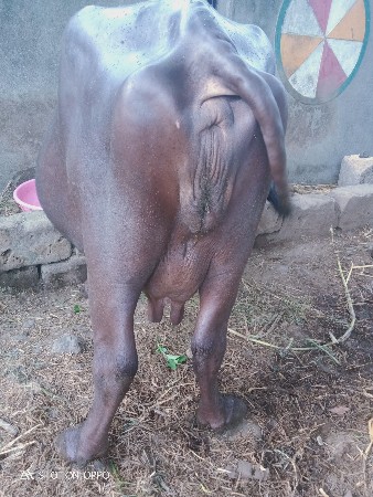 ભેંશ વેચવાની છે