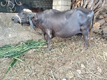 નવમો મહિનો ચાલે છે છઠ્ઠું વેતર વ્યા