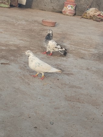કબૂતર વેચવાના છે