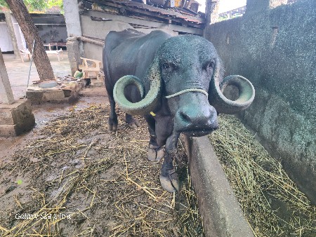 જાફરાબાદી ભેંસ