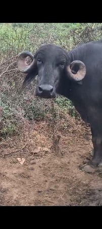 ભેંશ વેચવાની છે