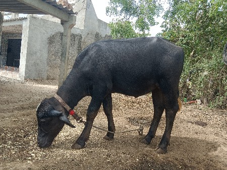 પાડી  વેચવાની છે