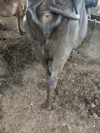 ભેંશ વેચવાની સે