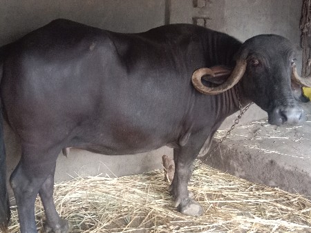 ભેંસ વેચવાની છે