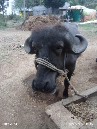 2 વર્ષ ની પાડી વેચવાની સે