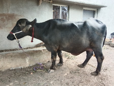 ભેંસ