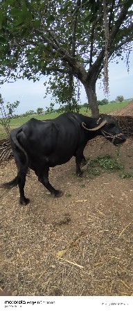 ભેંસ વેસવાની છે
