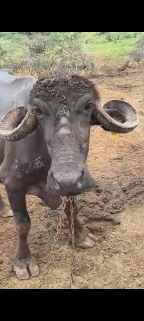ભેંશ વેચવાની છે