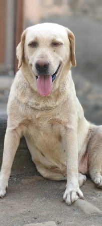 Labrador female