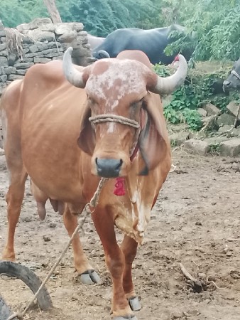 ગાય 9974841728મા ફોન કરવો