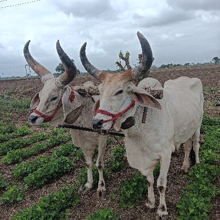 ગોદલા વેચવાના છે