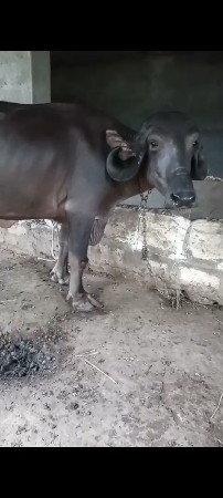 આ ભેસ વેચવાની છે