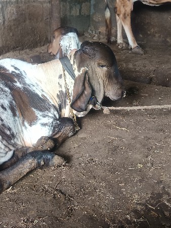 વાસરી લેવાની
