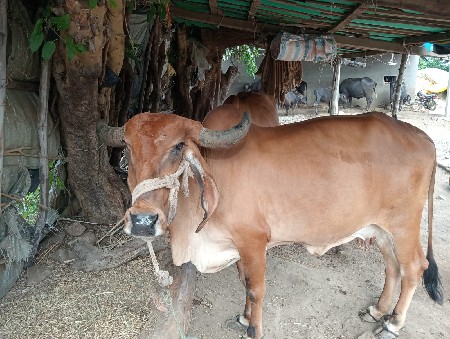 ગાય વેચવાની છે