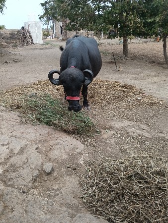 જાફરાબાદી ભેશ વેચવાની છે
