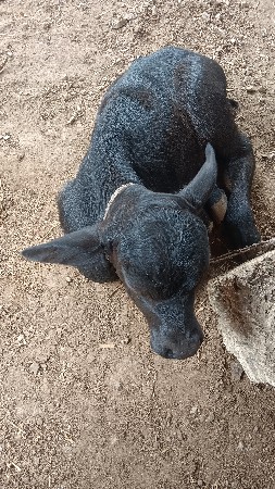 ભેંસ વેચવાની છે