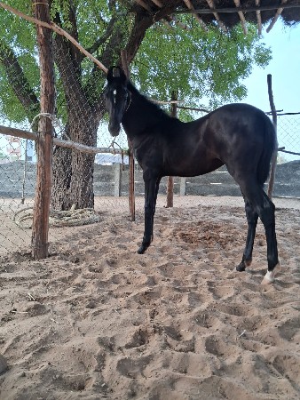 મારવાડી વછેરી ઘોડી ખરીદવા છે
