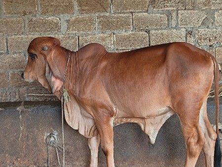 ખૂંટ વેશવાનો છે