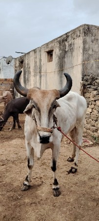 બીજી ધર આ વખતે હાલ્યા