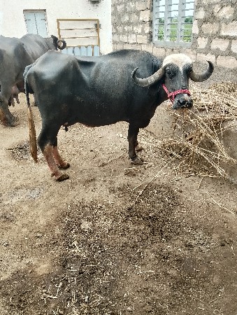 ભેંસ વેચવાની છે