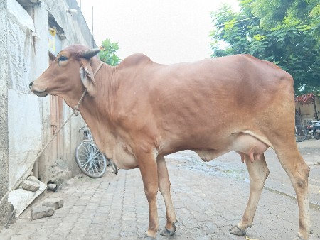3 ગાય એક સાથે દેવાની છે