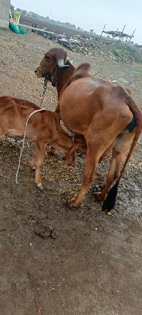 ગાય