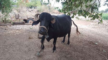 ભૅસ વૅસવાની સૅ