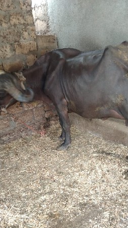 ભેંસ વેચવાની છે