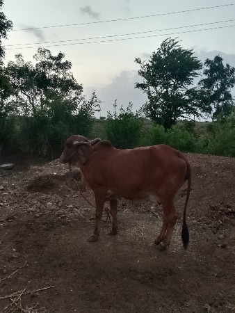 ગાય વેચવાની છે