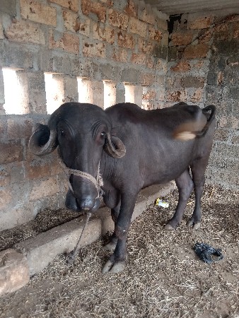 ખડેલી  વેચવાની છે