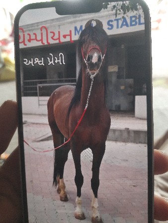 ઘોડી સાથે સાંટા કરવાના છે