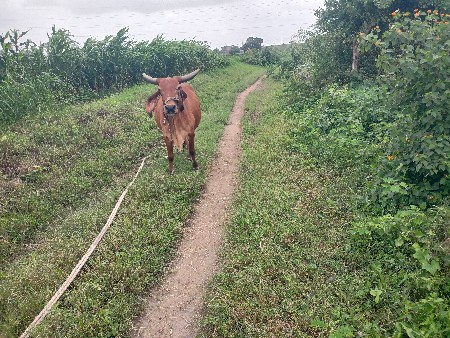 ગાય વેચવાની છે