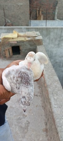 કબૂતર વેચવાના છે