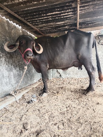 ભેંસ
