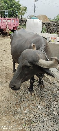ખળેલી વેચવાની છે