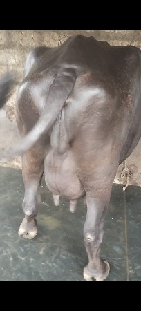 ભેસ વેચવાની છે