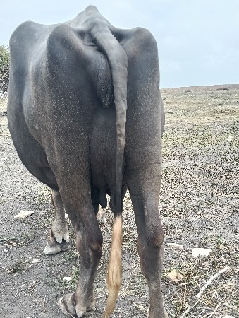 આ ભેસ વેસવા ની સે